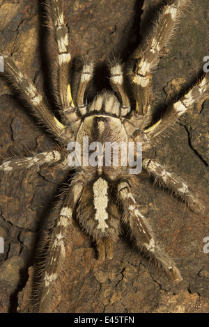 INDIAN ORNAMENTAL Poecilotheria regalis, tarentule, rares, Matheran, district de Raighad, Maharashtra Banque D'Images