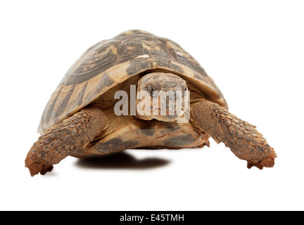 Turtle isolé sur fond blanc, se concentrer sur la tête de tortue Banque D'Images