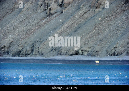 L'ours polaire (Ursus maritimus) mâle sur la côte, les falaises ci-dessous Liddon. L'île Devon, Nunavut, Canada, août 2010 Banque D'Images