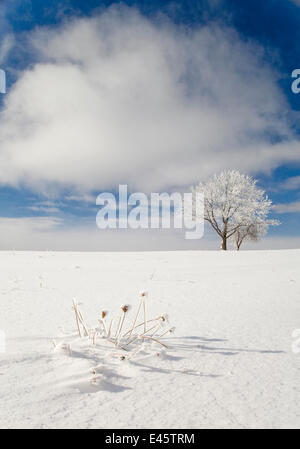 Arbre couvert de givre blanc debout dans le champ couvert de neige, Ithaca, New York, USA. Janvier 2010. Banque D'Images