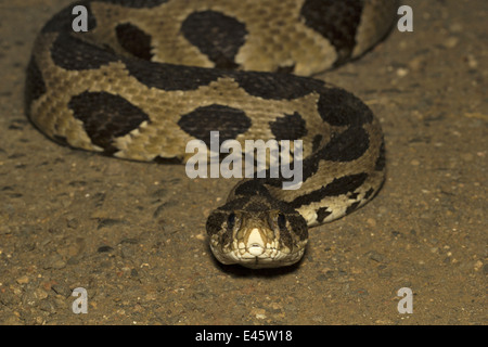 Le Viper de Russell, Daboia russelii, Commun, Aarey Milk Colony, Mumbai, Inde. Banque D'Images