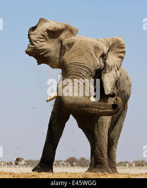 L'éléphant africain (Loxodonta africana) menace afficher en secouant la tête, à l'autruche avec point d'eau, la moule et les autres animaux sauvages dans l'arrière-plan, Etosha National Park, Namibie, Août Banque D'Images