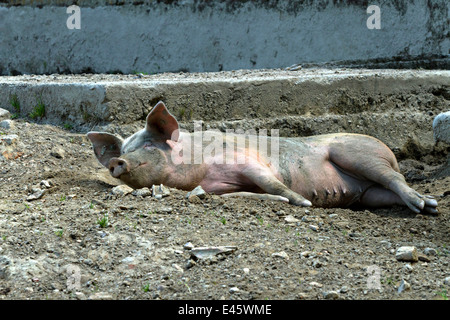 Les porcs domestiques portant sur le sol Banque D'Images