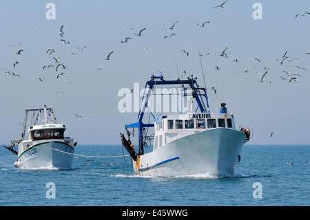 Chalutier pélagique 'L'Avenir' 'remorquage Yves Julien' retour à Port Saint Louis de Rhône, suivi par Yellow-legged goélands argentés (Larus cachinnans michahellis) se nourrissant sur les prises accessoires, jeté par-dessus bord. France, mai 2010. Banque D'Images