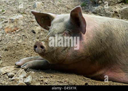 Les porcs domestiques portant sur le sol Banque D'Images