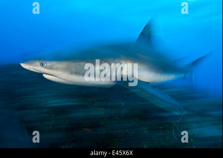 Requin de récif des Caraïbes (Carcharhinus perezi) croisières sur un récif de corail. Près de Grand Bahama (Bahamas). Ouest de l'océan Atlantique tropical. Banque D'Images
