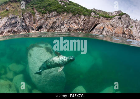 Atlantic de phoques gris (Halichoerus grypus) Nager sous la surface, l'île de Lundy, Devon, Angleterre, Royaume-Uni. Juillet 2010 Banque D'Images