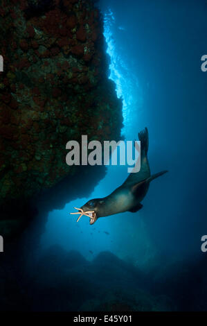 Un jeune sealion Californie (Zalophus californianus) jouant avec une étoile de mer, à l'intérieur d'une grotte sous-marine. Les chiots vont prendre une variété d'objets (tels que les étoiles de mer, des morceaux de coraux, de coquillages et de plumes) et les transporter à la surface, déposez-les puis ch Banque D'Images