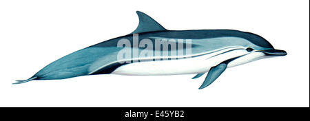 Illustration De Dauphin Bleu Et Blanc Stenella Coeruleoalba Des Delphinides Wildlife Art Company Photo Stock Alamy