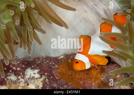 Vrai poissons clowns Clown / poisson clown (Amphiprion percula) tendant ses oeufs. Misool, Raja Ampat, Papouasie occidentale, en Indonésie Banque D'Images