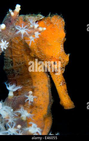 Un mâle Lignée / Le nord de l'hippocampe (Hippocampus erectus) en regard de certains polypes de corail de nuit. West Palm Beach, Florida, USA, mars. Banque D'Images