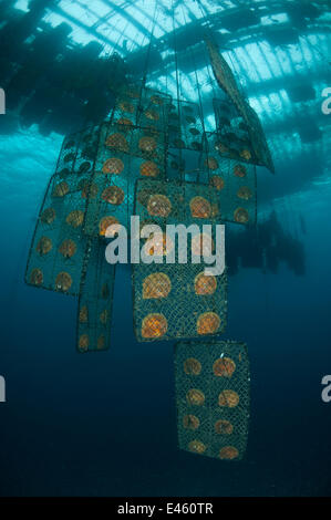 Jewelmer Pearlfarm, récemment nettoyé des huîtres perlières (Pinctada maxima) dans des filets suspendus à partir de radeaux, attendant d'être transféré à mer ouverte, Palawan, Philippines, mai 2009 Banque D'Images