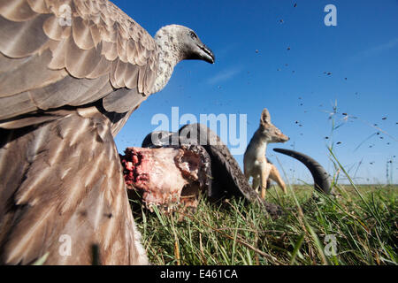 Les vautours à dos blanc (Gyps africanus) et noir-back (Canis mesomelas) chacal se nourrir de la carcasse d'un buffle (Cyncerus caffer) - Point de vue grand angle. Le Masai Mara National Reserve, Kenya. Février Banque D'Images