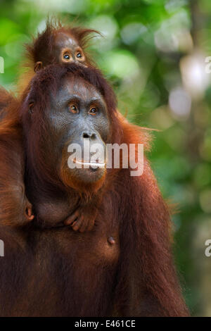 Orang-outan (Pongo pygmaeus) wurmbii «femme Peta' portant son bébé fille 'Petra' âgés de 12 mois. Camp Leakey, parc national de Tanjung Puting, centre de Kalimantan, Bornéo, Indonésie. Juin 2010. Remis en état et (ou) entre les descendants de Banque D'Images