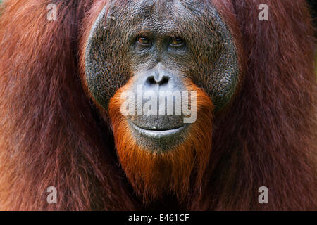 Orang-outan (Pongo pygmaeus) wurmbii jeune mâle mature "Gary" âgés de 16 ans portrait. Camp Leakey, parc national de Tanjung Puting, centre de Kalimantan, Bornéo, Indonésie. Juillet 2010. Remis en état et publié (ou descendants de) entre 1971 et 1995. Banque D'Images