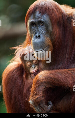 Orang-outan (Pongo pygmaeus) wurmbii «femme Tutut' assis avec son bébé endormi 'Thor' de 8-9 mois. Camp Leakey, parc national de Tanjung Puting, centre de Kalimantan, Bornéo, Indonésie. Juillet 2010. Remis en état et (ou) être descendant de Banque D'Images