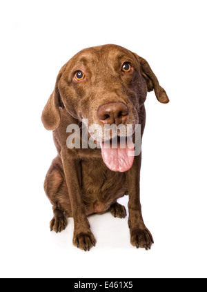 Cute Chesapeake Bay Retriever dog sitting on white background Banque D'Images