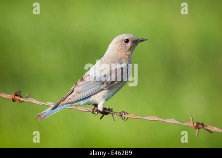 Une élégante femme Mountain Bluebird (Sialia currucoides), perché sur une clôture en fil barbelé. Beaverhill Lake, Alberta, Canada. Banque D'Images