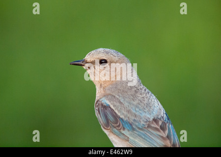 Un portrait en gros plan d'une élégante femme Mountain Bluebird (Sialia currucoides). Beaverhill Lake, Alberta, Canada. Banque D'Images