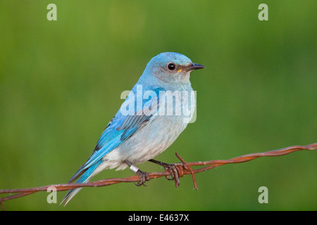 Un brillant, bleu azure Merlebleu azuré mâle (Sialia currucoides), perché sur les fils barbelés. Beaverhill Lake, Alberta, Canada. Banque D'Images