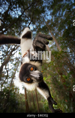 Noir et blanc la gélinotte lemur (Le Varecia variegata), de Madagascar, gravement menacés Banque D'Images