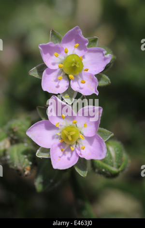 Sea-Spurrey Rock Spergularia rupicola Banque D'Images