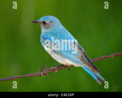 Un brillant, bleu azure Merlebleu azuré mâle (Sialia currucoides), perché sur les fils barbelés. Beaverhill Lake, Alberta, Canada. Banque D'Images