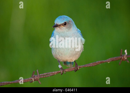 Un brillant, bleu azure Merlebleu azuré mâle (Sialia currucoides), perché sur les fils barbelés. Beaverhill Lake, Alberta, Canada. Banque D'Images