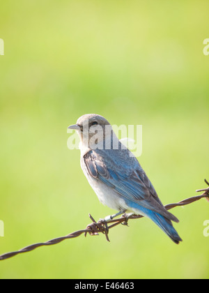 Une élégante femme Mountain Bluebird (Sialia currucoides), perché sur une clôture en fil barbelé. Beaverhill Lake, Alberta, Canada. Banque D'Images