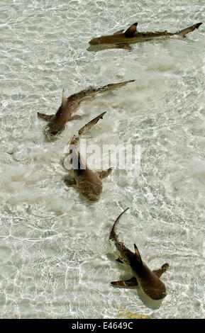 Les requins requin (Carcharhinus melanopterus) Nager dans les eaux cristallines de l'Atoll d'Aldabra, Seychelles, océan Indien Banque D'Images