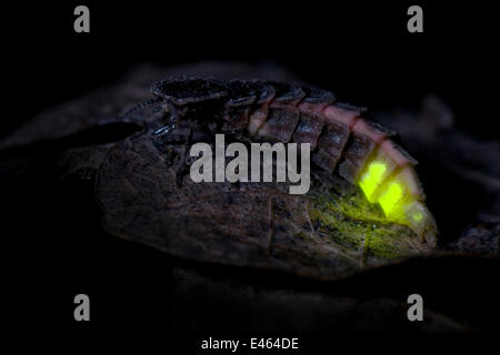 Glow Worm (Lampyris noctiluca) femmes allumé après la tombée de la nuit. Hertfordshire, England, UK, juillet. Banque D'Images