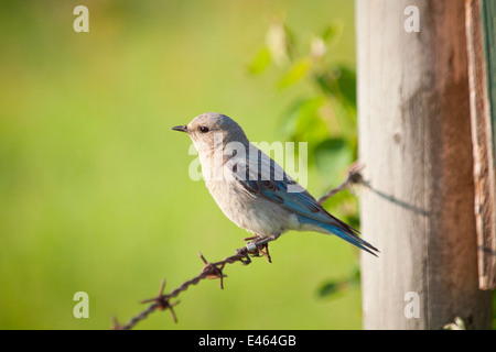 Une élégante femme Mountain Bluebird (Sialia currucoides), perché sur une clôture en fil barbelé. Beaverhill Lake, Alberta, Canada. Banque D'Images