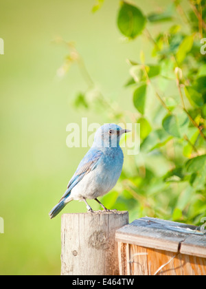 Un beau mâle (le Merlebleu azuré Sialia currucoides) un nichoir gardes à vue, Francis Beaverhill Lake, Alberta, Canada. Banque D'Images