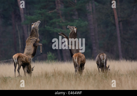 Red Deer stags lutte avec leurs pattes avant quand le nouveau bois poussent sur leurs têtes Banque D'Images