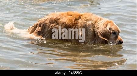 Golden Retriever dans de l'eau avec balle en bouche Banque D'Images