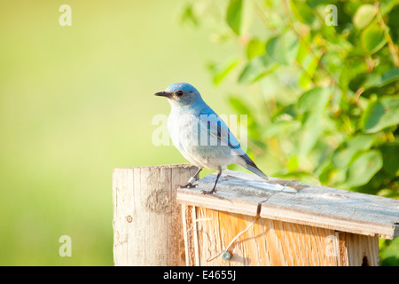 Un beau mâle (le Merlebleu azuré Sialia currucoides) un nichoir gardes à vue, Francis Beaverhill Lake, Alberta, Canada. Banque D'Images