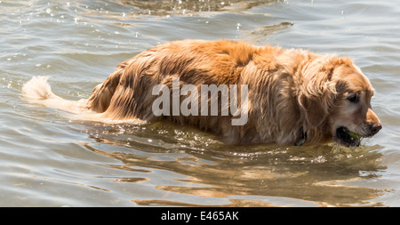 Golden Retriever dans de l'eau avec balle en bouche Banque D'Images