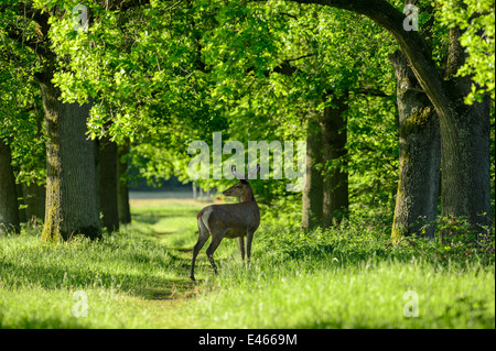 Red Deer stag traversant un sentier dans la forêt de chênes dans la lumière chaude soirée Banque D'Images