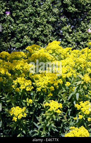 EUPHORBIA PALUSTRIS. Asclépiades. L'euphorbe ésule. Banque D'Images