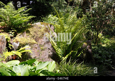 ADIANTUM PEDATUM MAIDENHAIR FERNES CROISSANT DANS UNE FORÊT OMBRAGÉE GLADE. ROYAUME-UNI. Banque D'Images