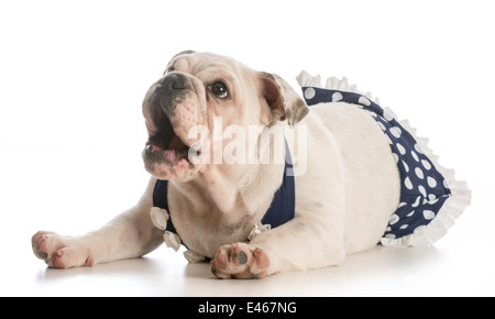 Chiot bouledogue anglais wearing bikini à pois sur fond blanc Banque D'Images