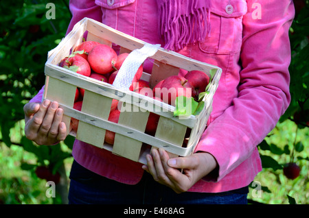 Femme présente même des pommes cueillies Werder Allemagne Brandenburg/Havel Banque D'Images