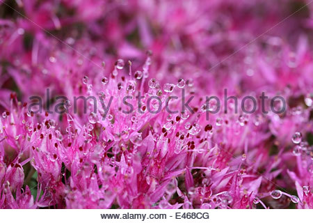 FLEURS DE SEDUM BRILLANTES, dans le sud-ouest de la France. Banque D'Images