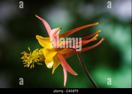 Aquilegia x hybrida 'Firecracker' Ancolie, Granny's Bonnet Plante vivace Banque D'Images