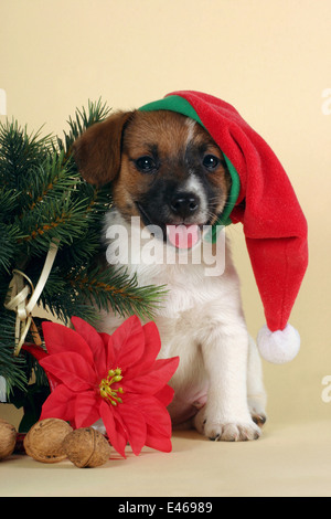Cute Jack Russell Terrier puppy à Noël Banque D'Images