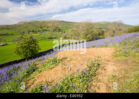 Un blaireau Sett parmi les jacinthes poussant sur une colline calcaire dans le Yorkshire Dales National Park, Royaume-Uni. Banque D'Images