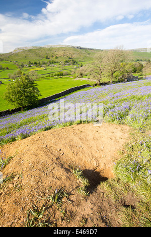 Un blaireau Sett parmi les jacinthes poussant sur une colline calcaire dans le Yorkshire Dales National Park, Royaume-Uni. Banque D'Images