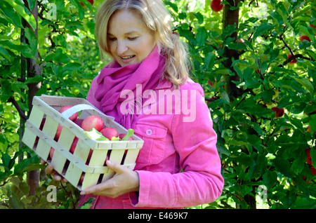 Woman picking apples Allemagne Brandenburg Werder/H. Banque D'Images