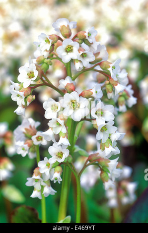 Parthenocissus Bressingham White, Elephant's ear. Close up of White fleurs en forme de cloche. Plante vivace, mars, début du printemps Banque D'Images