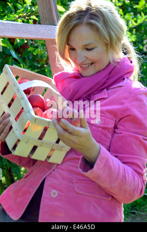 Woman picking apples Allemagne Brandenburg/Havel Werder Banque D'Images